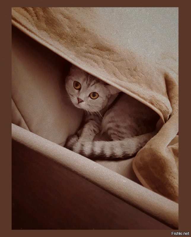 ..и кошек, пытающихся спрятаться от серых будней..
От будней можно. Но цвет не отпускает.