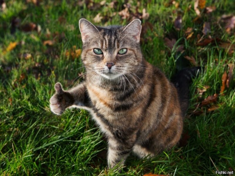 Коровки - это хорошо!