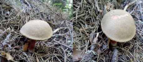 Это не шлем немецкого солдата, это гриб