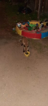 Неделю назад пришел к нам лесной гость. Смелый! Курей у нас нет, накормили шашлыком)