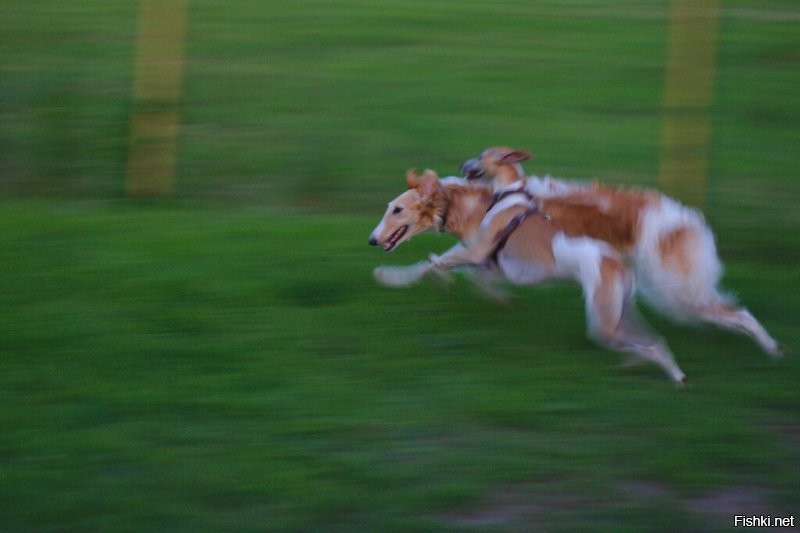 кстати, у меня вот такая фотка есть: мой английский борзой женихается с русской борзой:)