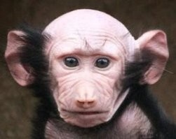 Родина в опасности: отечественные пользователи запустили негуманный флешмоб