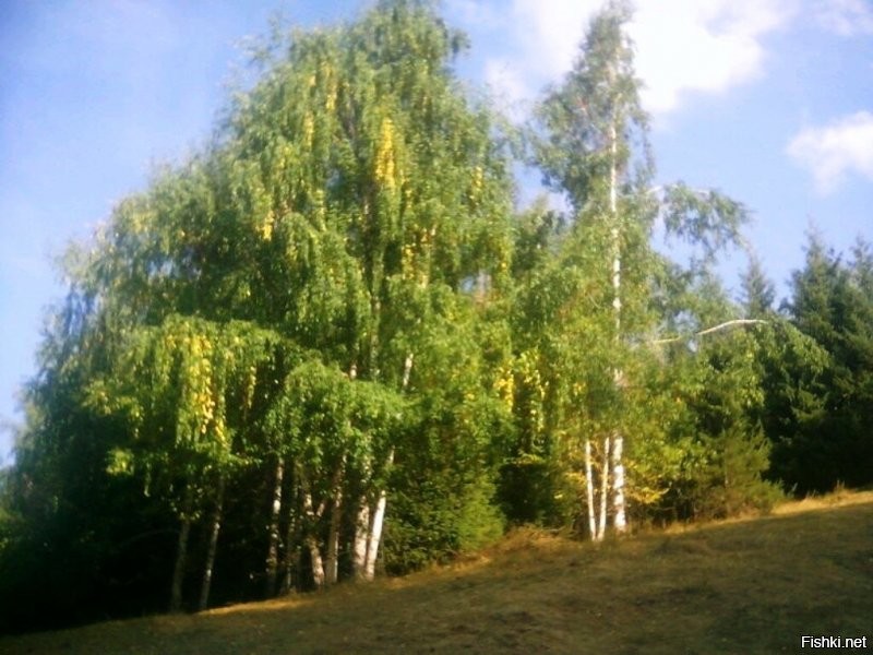 берёзы в ущелье Шевели, Алай, Киргизия.