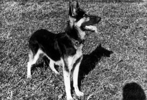 Выбирать породу собак под себя или менять себя под породу . 1 часть