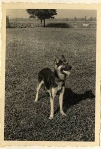 Выбирать породу собак под себя или менять себя под породу . 1 часть