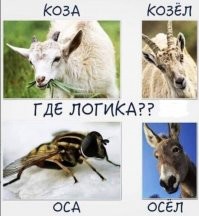 если это оса...