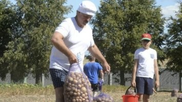 Убирать картоху у Луки получается явно лучше...
