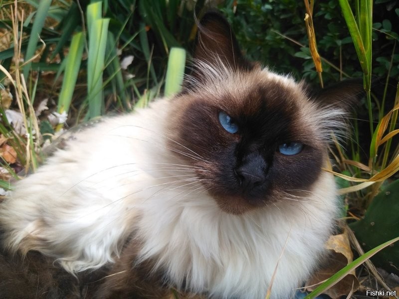 Солянка от 26.08.2020