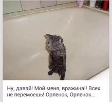 Как помыть кошку, выжить и не сойти с ума? Инструкция и советы