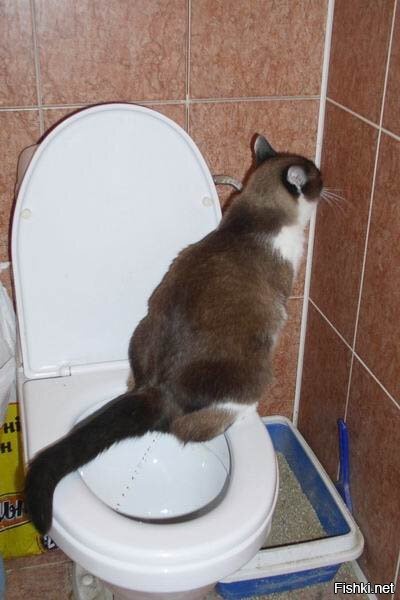 Как сходить в туалет по маленькому. Котенок в унитазе. Кот какает в лоток. Котенок в туалете.
