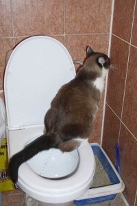 Да херня всё, сколько у меня было котов (и кошек), все (даже очень маленькие) все сразу бежали на лоток, а вот приучить к этому - это искусство!