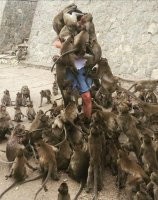 Такая же фигня с цыганятами...