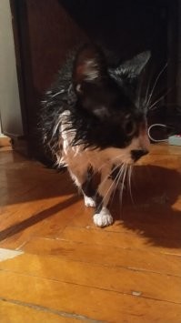 Злость, ненависть, истерика - всё в одной))) и да - покусанные и исцарапанные руки мои.
PS повезло тем хозяевам, у кого коты (кошки) не боятся купаться...