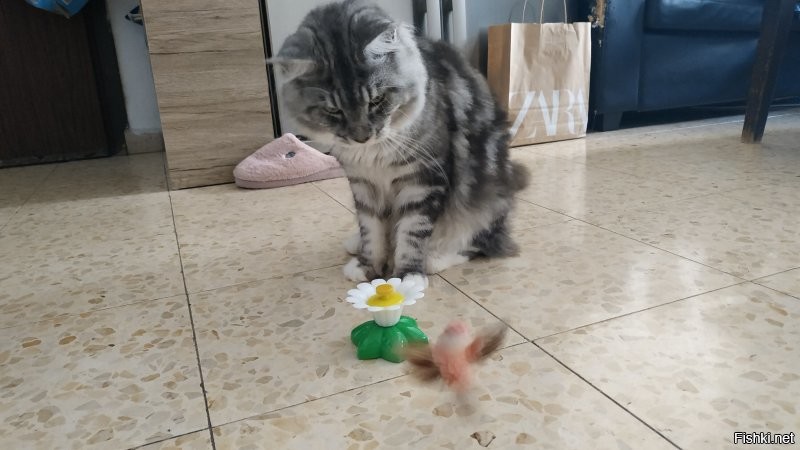 Зашёл к такому купить кота.
Две кошки и 5 котят...
Вонизм, как в свинарнике!