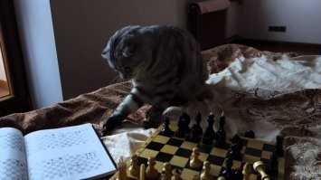 Мой Федька приглашает вашего Мурзика на партейку. Обещает научить, как выигрывать у хозяина в шахматы, не роняя ниже плинтуса достоинство того )))