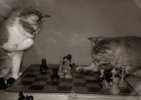 Мой Федька приглашает вашего Мурзика на партейку. Обещает научить, как выигрывать у хозяина в шахматы, не роняя ниже плинтуса достоинство того )))