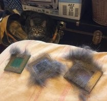 Мои коты в системнике (неживой, донор) даже спят