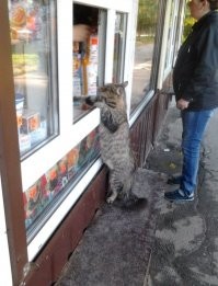 Прикольные и смешные картинки