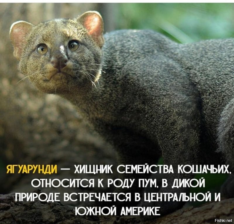 Милая кошка из Южной Америки