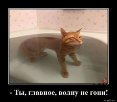 Как помыть кошку, выжить и не сойти с ума? Инструкция и советы