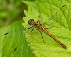 Настоящее фото, вот росы не было...