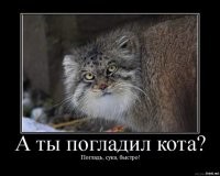 Прикольные и смешные картинки