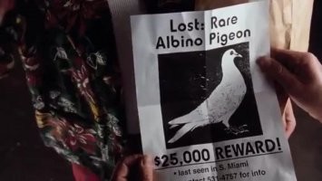 Водитель врезался в дом, чтобы спасти курицу