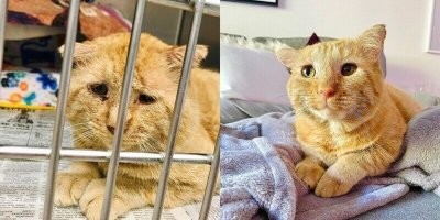 Сломанные зубы, травмированный глаз и суровое прошлое не помеха любви с первого взгляда