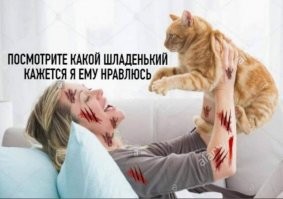 15 суровых котов, к которым и на хромой козе не подъедешь 