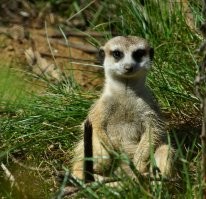 Московский зоо. Кликабельно.