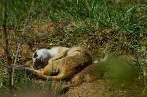 Московский зоо. Кликабельно.