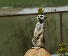 Московский зоо. Кликабельно.