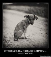Пёс три года жил на могиле хозяина