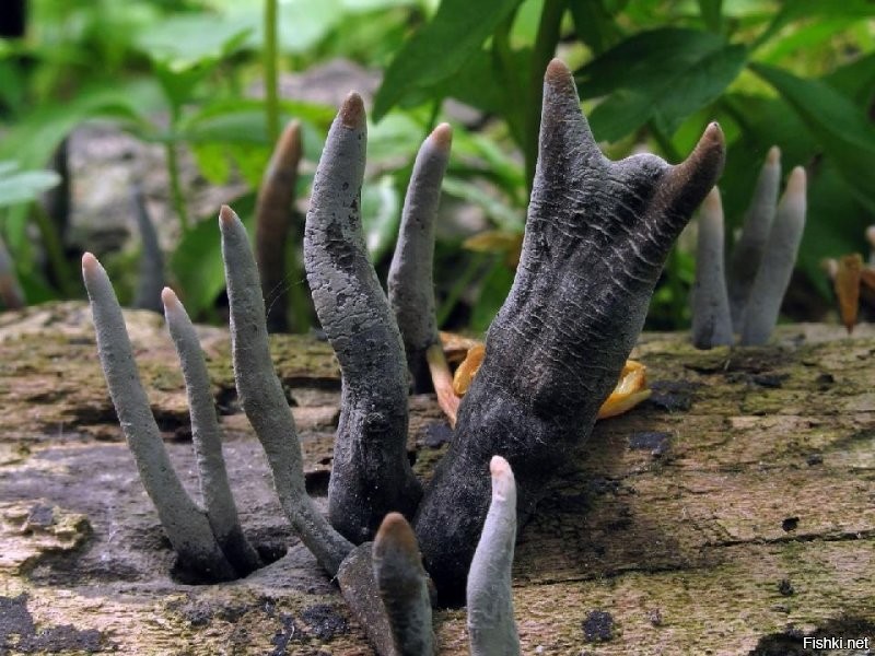 Солянка от 30.08.2020