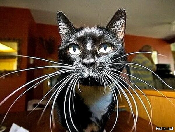 Тысяча мышей , Наталья ..! )))