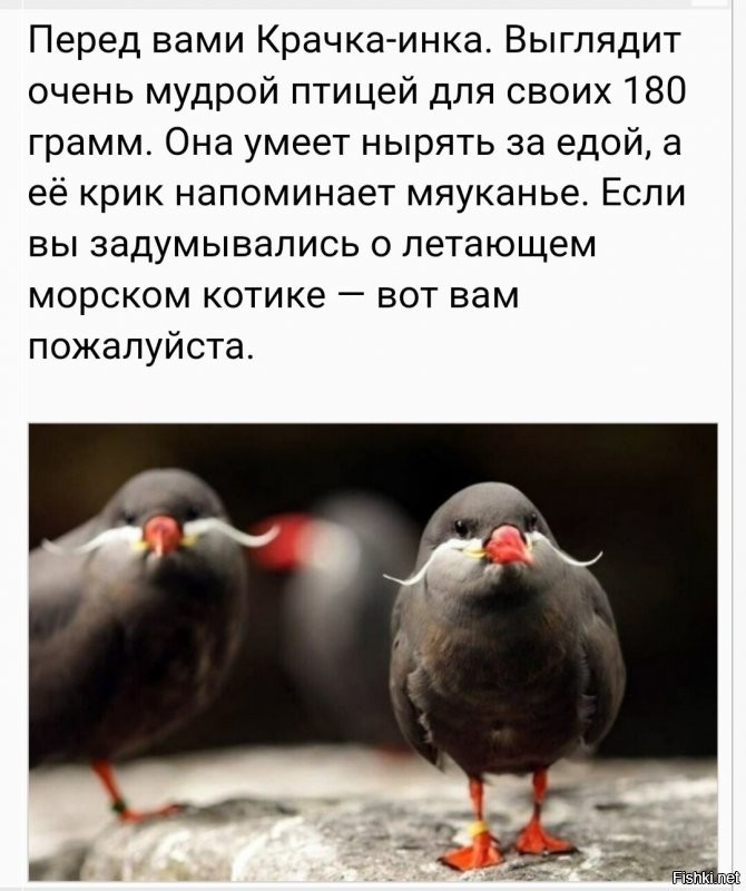 Солянка от 30.08.2020