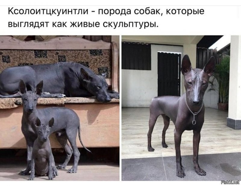 Ксолоитцкуинтли или Мексиканская голая собака