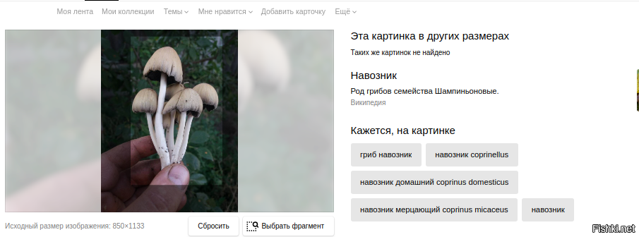 Вполне съедобный гриб... если Яндекс не врет...))
Друган, ярый грибник, говорит - один из самых вкусных...
такие они бывают....