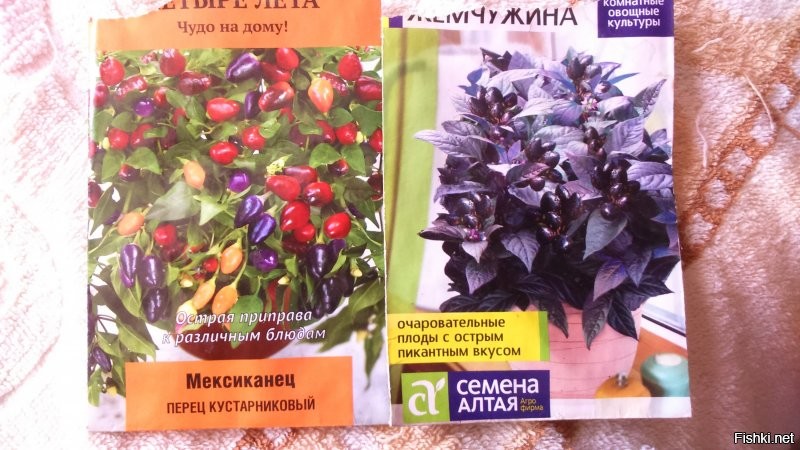 Прислать или пришли? ))) если надо пришлю... у нас в магазинах есть... слева... а это мои красавцы... одному полтора года (слева на подоконнике), остальным полгода.. плодов много, есть не успевал, замариновал.. мои со пикантным вкусом, покупные просто жгутся...)))