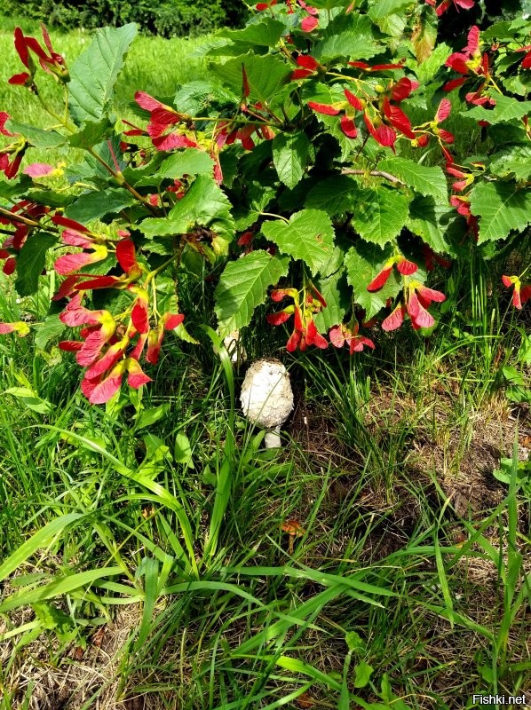 Вполне съедобный гриб... если Яндекс не врет...))
Друган, ярый грибник, говорит - один из самых вкусных...
такие они бывают....
