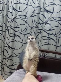 А вот мой сурикат Варя