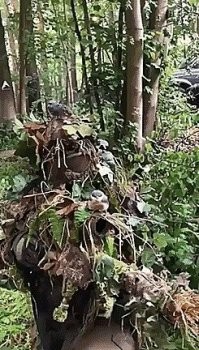 Новая принцесса Диснея