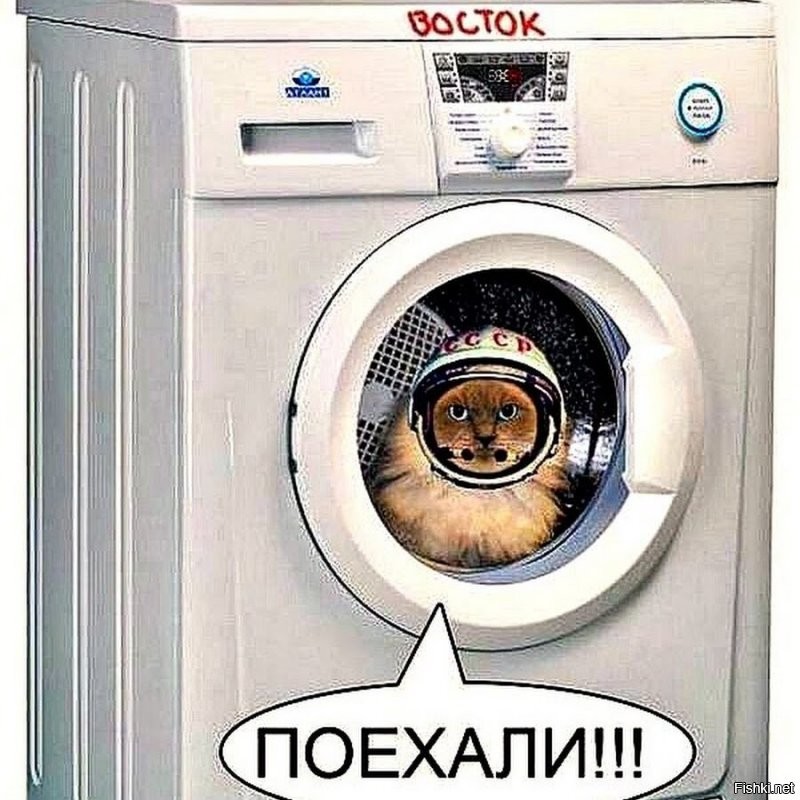 Кот пережил стирку в стиральной машине