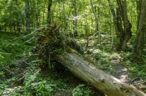 Июнь-июль работал на лесопилке (вот и в моей трудовой биографии появилась такая строчка ).
Можно уносить все, что УПАЛО на землю. Владелец торговал пиломатериалом (лесопилка же), срубами готовыми и ДРОВАМИ, березовыми и дубовыми.
Так вот, сырье на дубовые ему доставались бесплатно. Валежник - это не только вязанка веточек, как те, что на плечах у девочки в сказке про 12 месяцев, а стволы дубов в среднем 50 см, до 75-80. 
И много ты их напилишь ножовочкой? 
В день отправляли из леса 3, 4 рейса ГАЗ-66 (владельца, ибо только он и мог по тем местам лазить). Чурбаков, по длине дров. Из 3 машин выходило 5 машин дров. 
Некоторые засохшие, но вполне годные на дрова деревья стоят неупавшие. Их валили (подрубали, раскачивали и сваливали, иногда тросом машиной, когда возможность была), обязательно выворачивали вбок корень,  типа давно упал.
Вот как раз, когда раскачивали, мне на бошку прилетела ветка, длиной метра три и толщиной с мою руку . Хорошо, ветка совсем трухлявая была и упала горизонтально, но все равно нокдаун получил, почти отрубился на 2-3 с, но остался на ногах. Владелец тоже с нами ездил, у него рядом, в 50 см, упала такая же ветка метра 4, но крепкая, прямая как копье и строго вертикально. Прилетела сверху, воткнулась см на 30 - 40 в землю и осталась стоять. Касок не было, но ему вряд ли бы помогло, если бы строго по макушке попало или в плечо (вышло бы через задницу).
Потом на дровоколе (электрогидравлический, усилие до тонны на толкателе) мне ыуть левую ладонь не расплющило (нет, я его не совал между толкателем и чурбаком , снизу поддерживал, чтобы строго пополам раскололо), чурбак ушел вниз, зажал мне руку и начал потихоньку двигать к гильотине. Я впал в ступор, хотя достаточно было просто отпустить рычаг на правой руке (он сам возвращается на "нейтраль"). Хорошо напарник сразу откинул (ну как откинул, с размаху отбил руку с рычага ) . Пальцы к  вечеру только нормально начали сгибаться.
После этого 1. не хочу больше туда, 2. просто очкую теперь , и в лес и дровокола.
Надо обратно в город ехать, искать что то другое...

На первом фото - это вообще просто хворост  
А на втором... Ну вот что то типа этого, с чем мы работали.