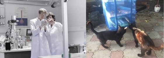 Мои котики Хугин и Мунин