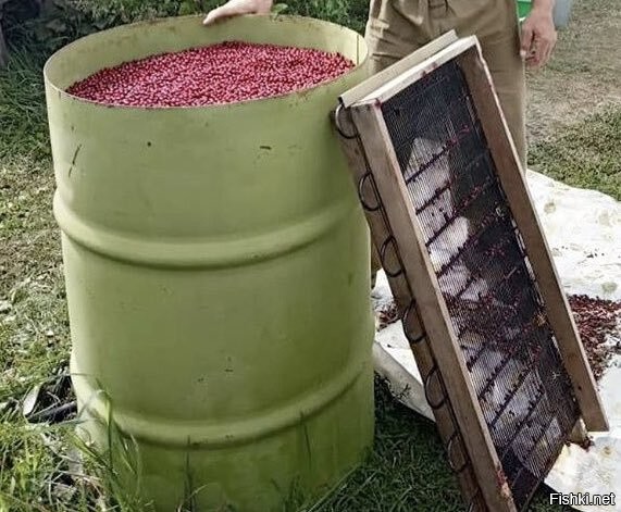 брусника