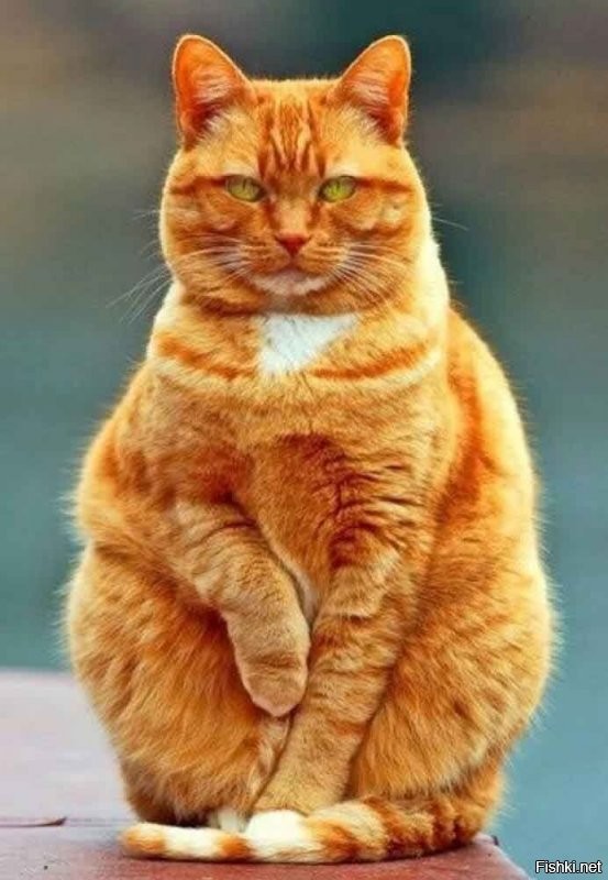 Он скоро вырастет ...