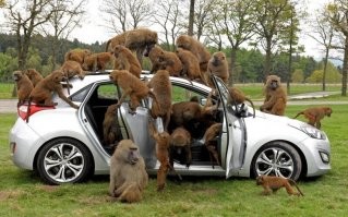 Когда перекупы разглядывают авто в надежде скинуть цену!