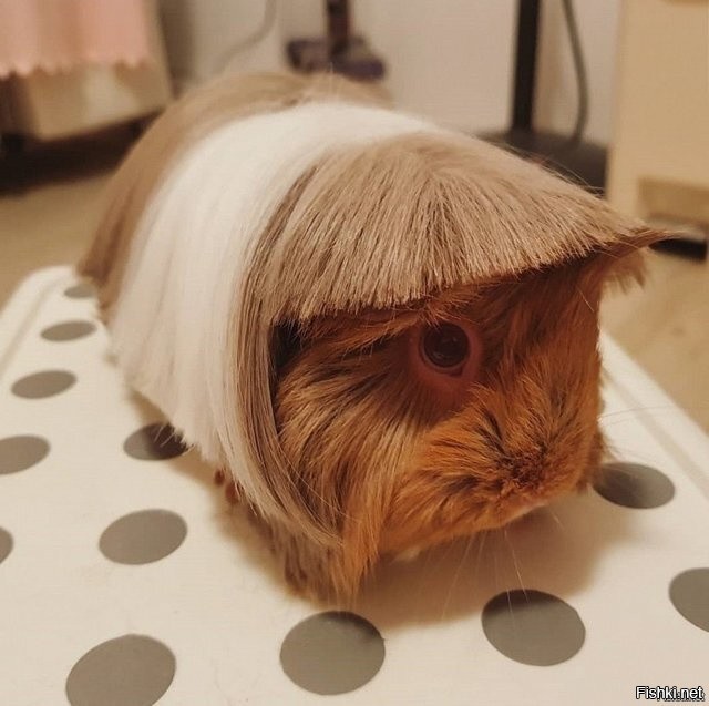 Солянка от 31.08.2020