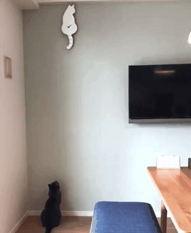 Человек, зачем ты дергаешь свой хвостик